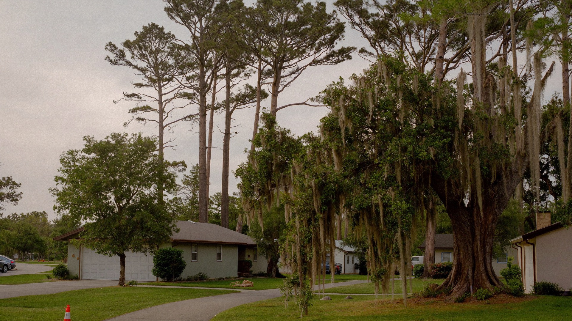 Pines and homestead oaks on a rural Callahan property