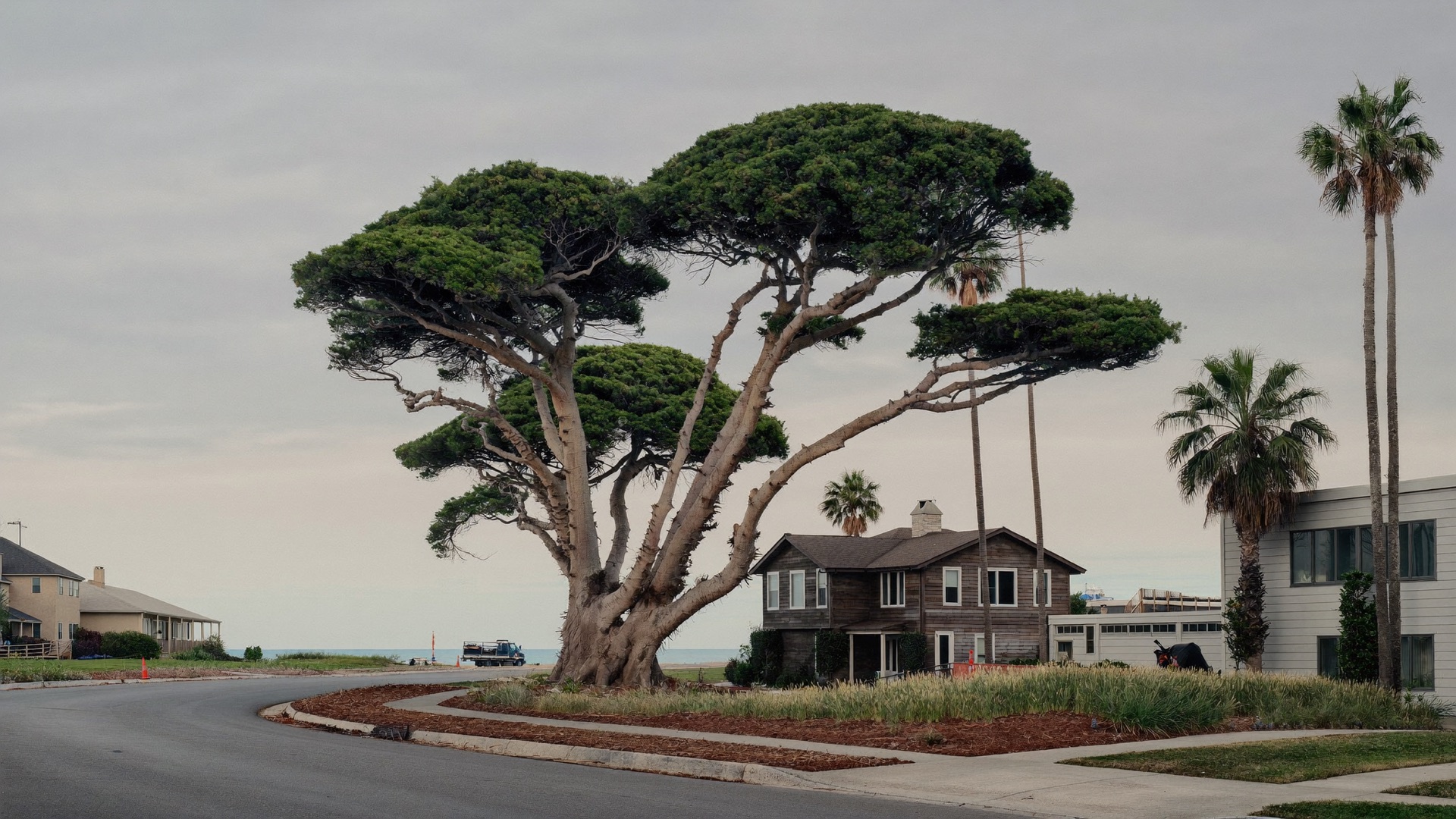 Wind-sculpted coastal live oaks and palms on a Vilano Beach street